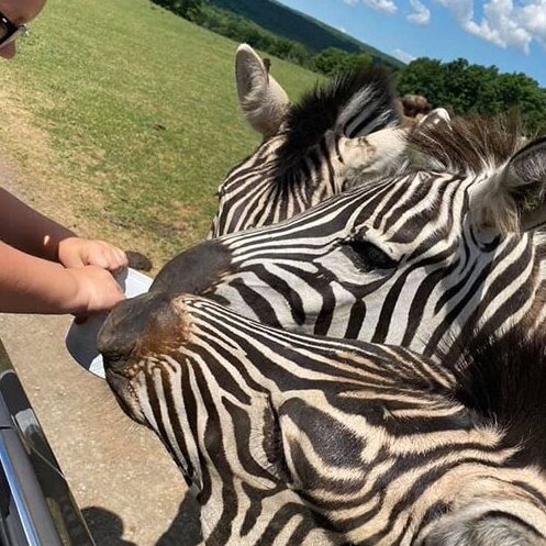 Zebras being fed