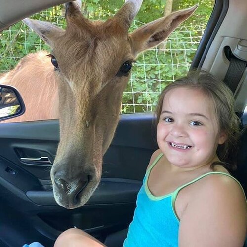 Giraffe in car window next to girl