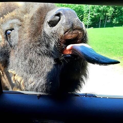 Bison sticking out his tongue at car window
