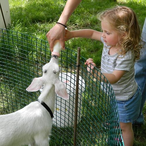 Young girl feeding goat