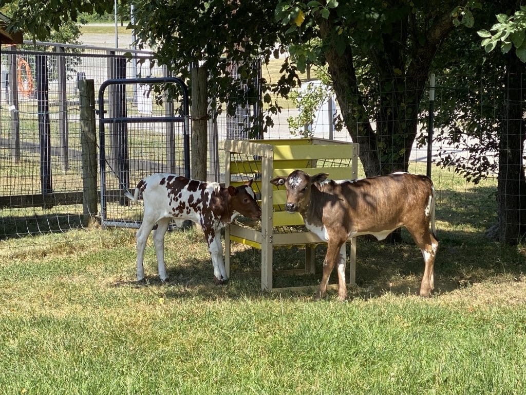 Small Animal Adventure Walk-Thru - Varysburg, NY - Hidden Valley Animal