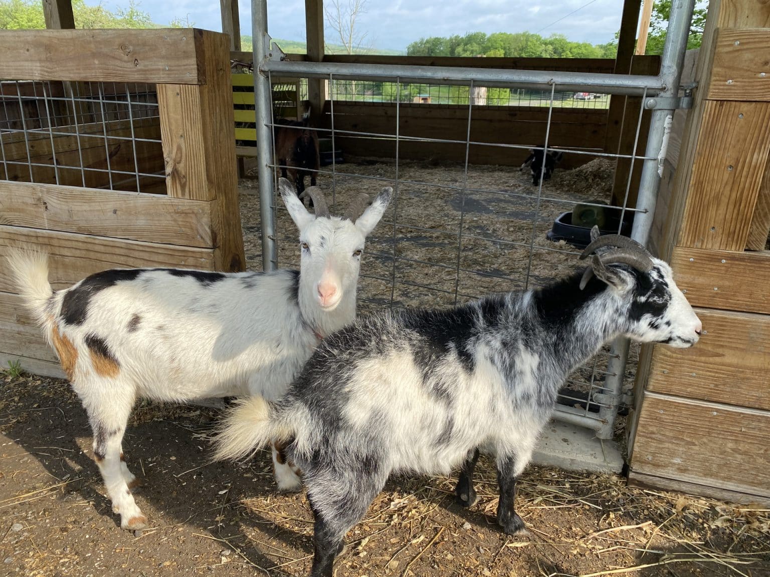 Small Animal Adventure Walk-Thru - Varysburg, NY - Hidden Valley Animal ...