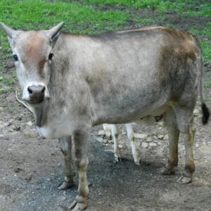 zebu