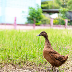 khaki duck