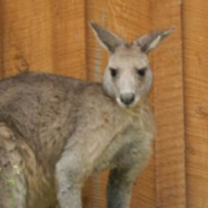 Kangaroo (Eastern Grey)01