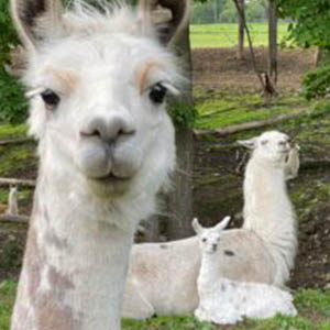 Leppy llama w Mom & New sibling 2021