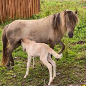 mini horse 7 2 23