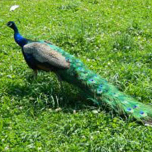 peacock tail