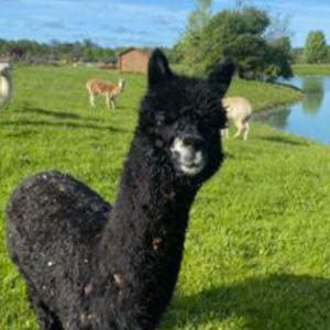 alpaca