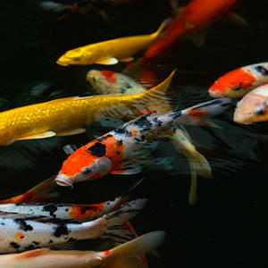 Koi fish