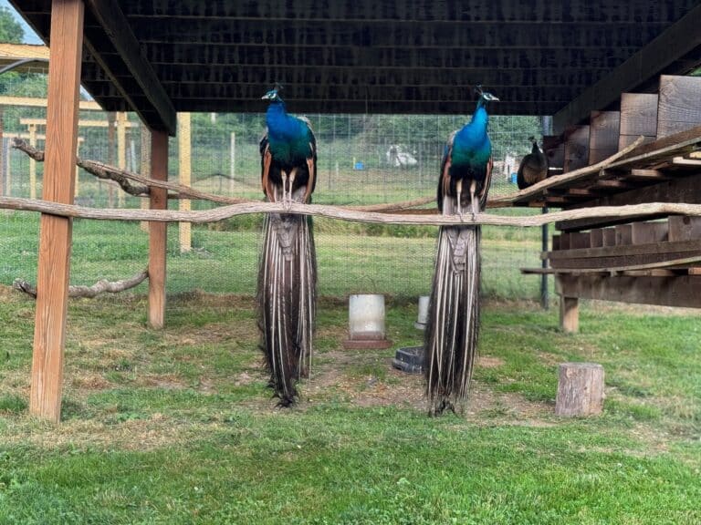 pair of peacocks