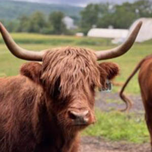 scottish highlander2