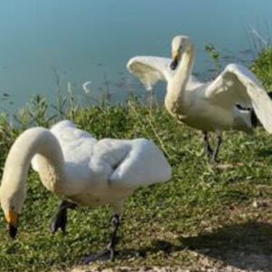 whooper swans