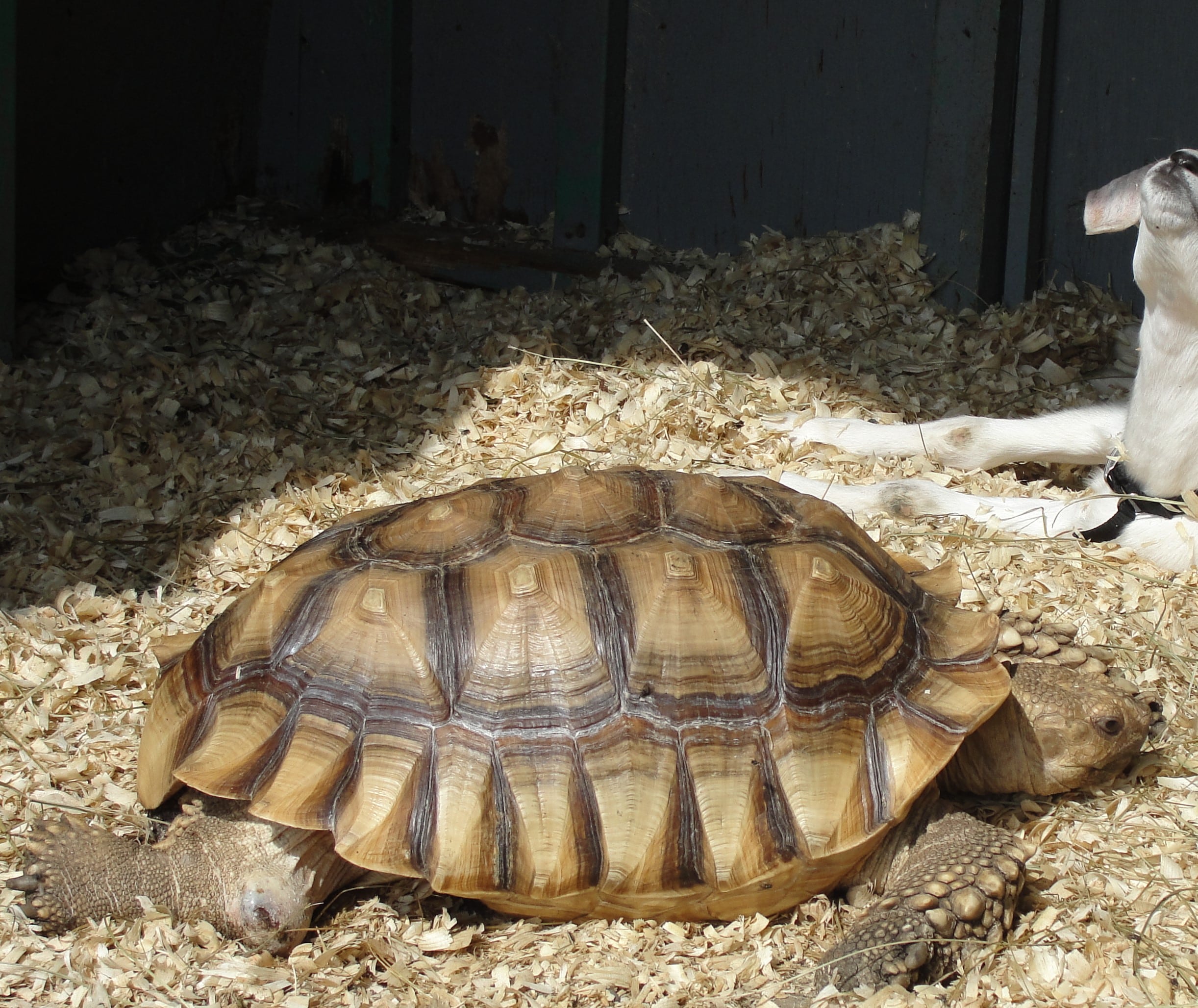 Sulcata Tortoise - Varysburg, NY - Hidden Valley Animal Adventure